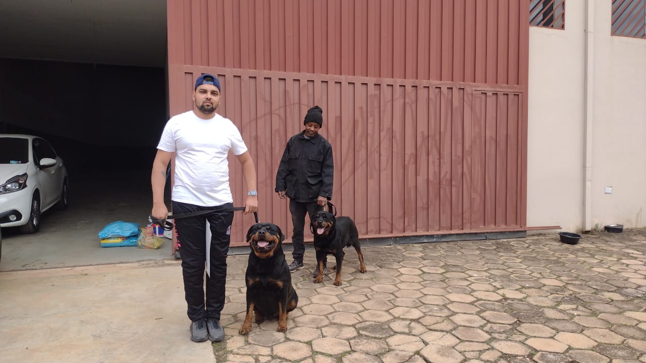 Aluguel De Cachorro