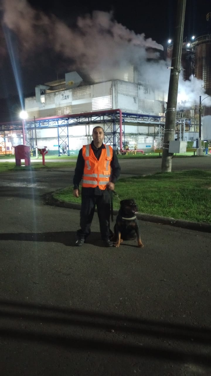 Aluguel De Cachorro Em SP