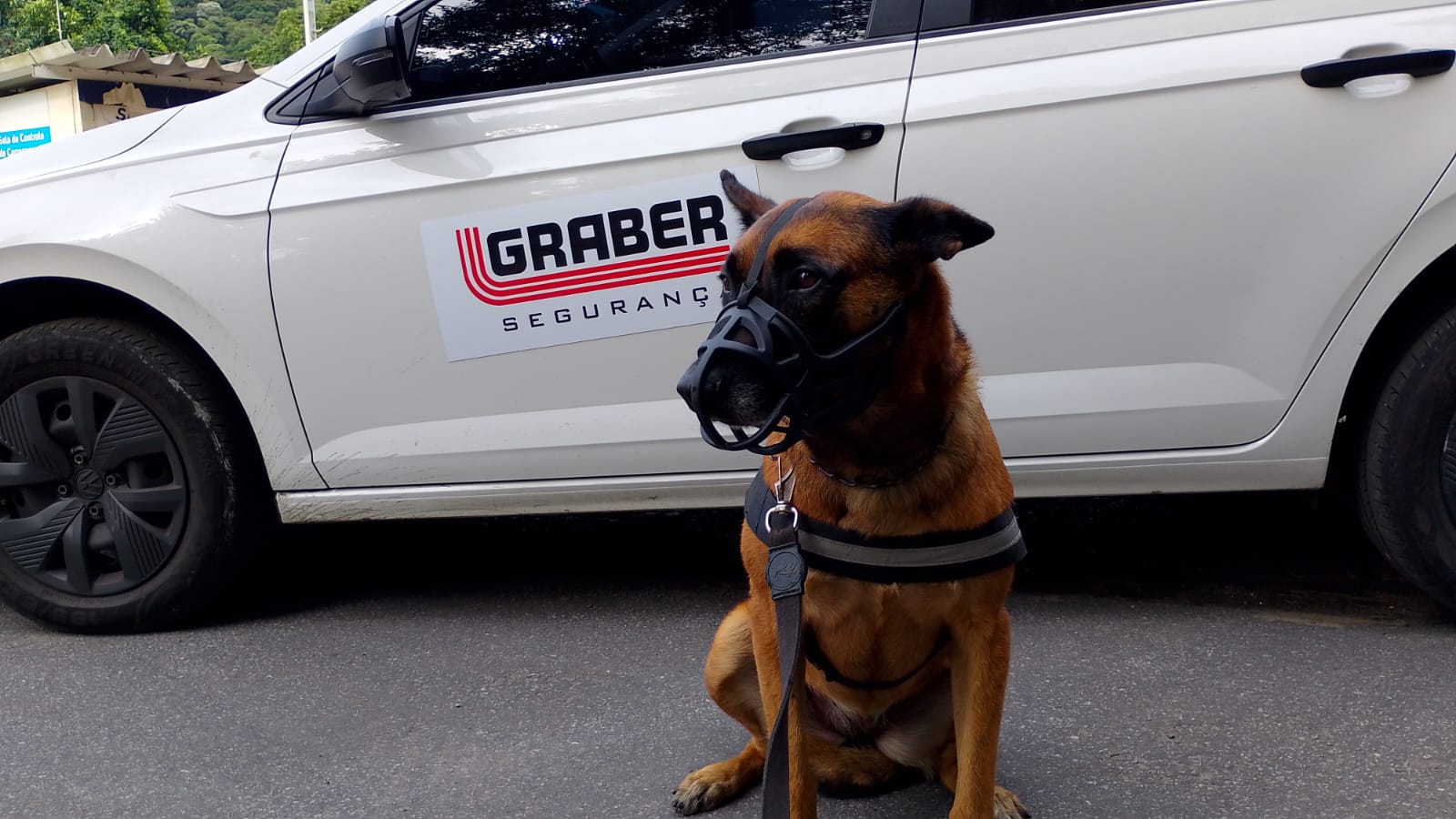 Locação De Cachorro Em Limeira