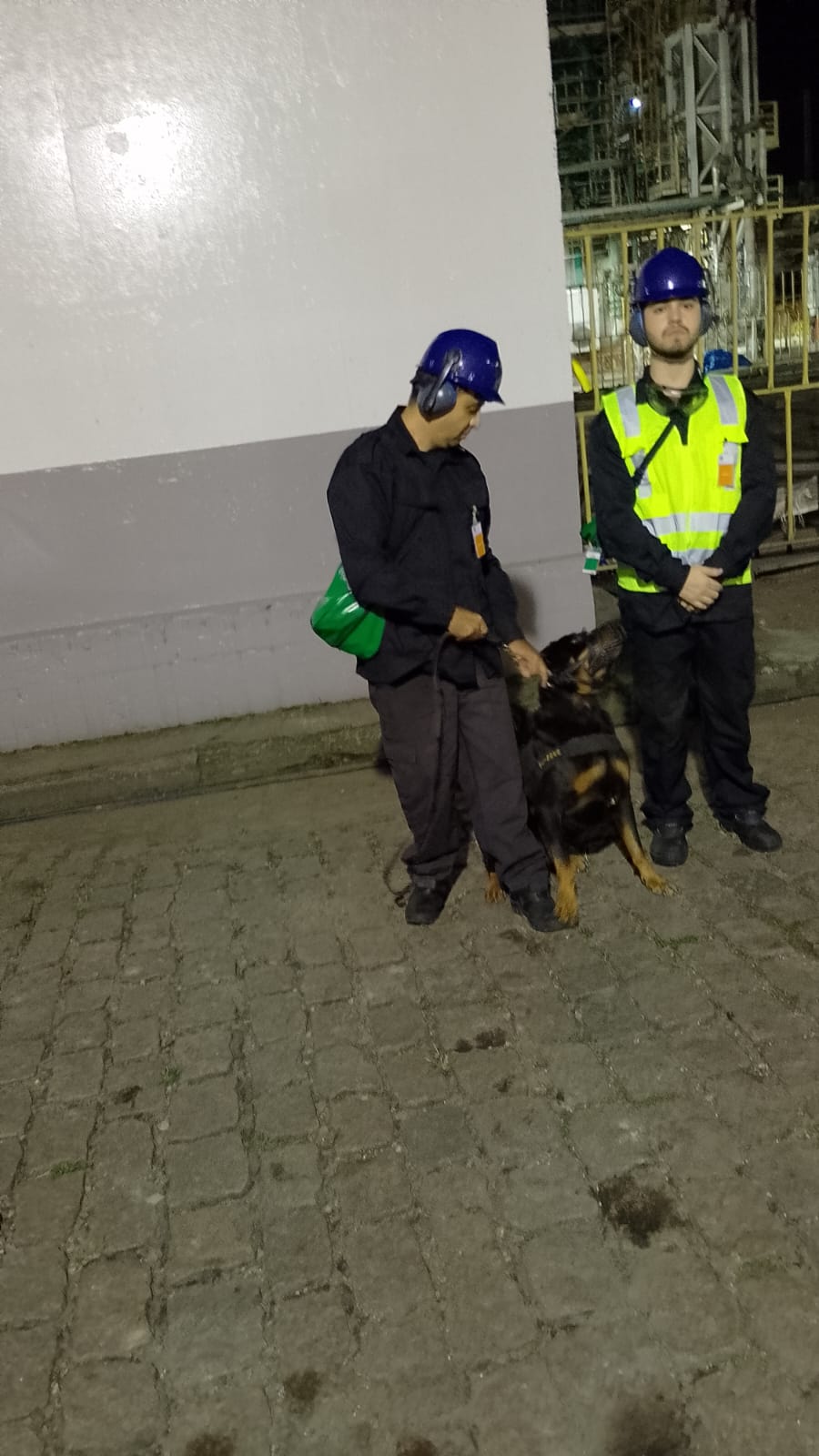 Locação De Cachorro Em SP