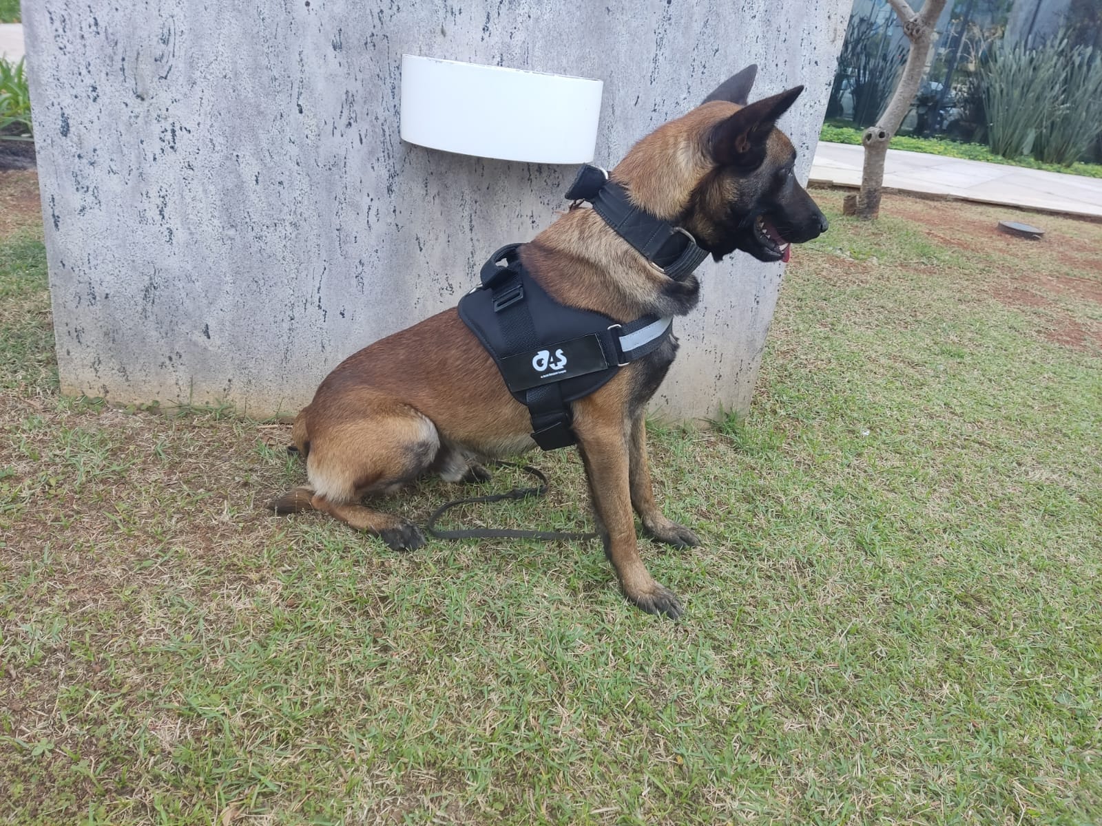 Locação De Cães Adestrados Para Área Portuária