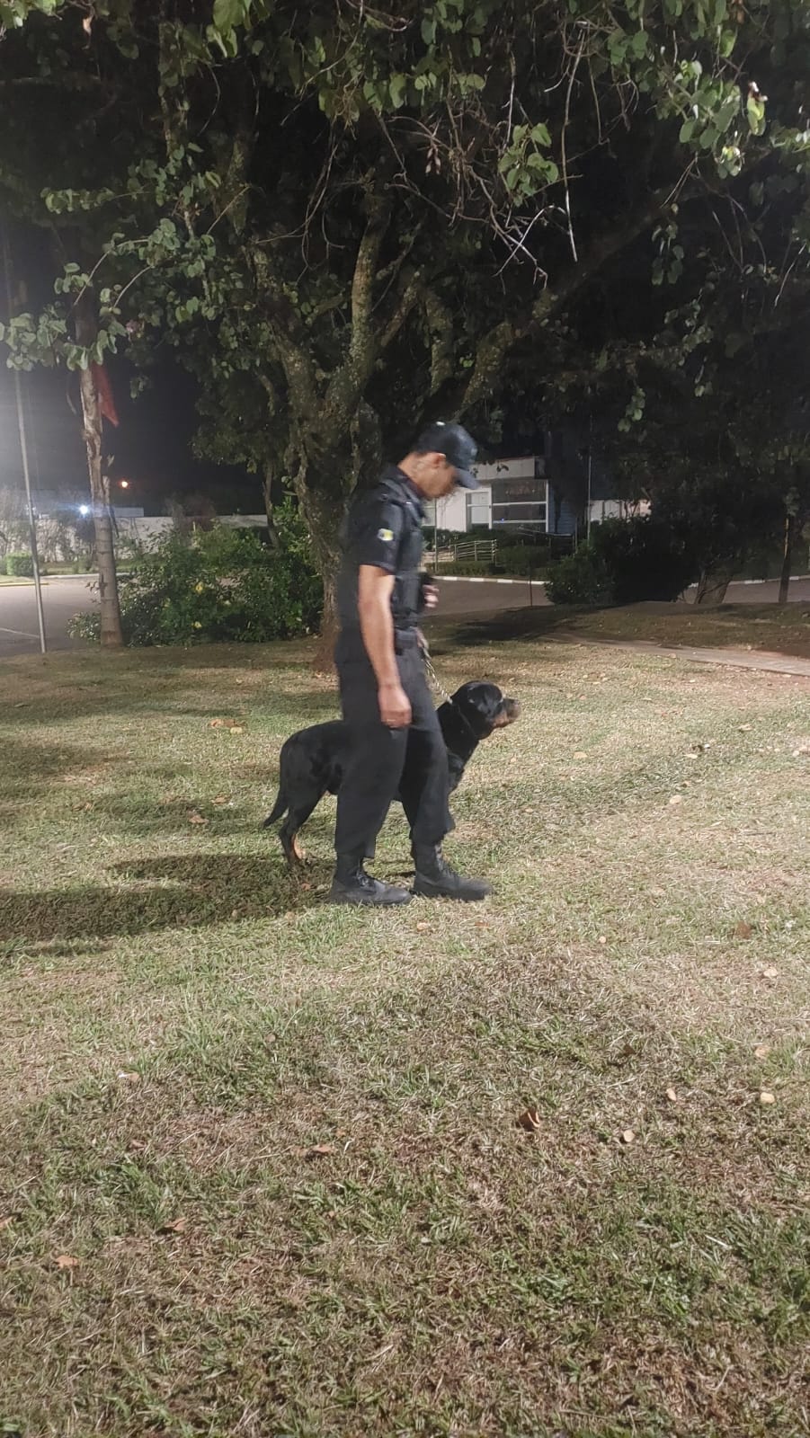 Locação De Cães De Guarda Para Galpões