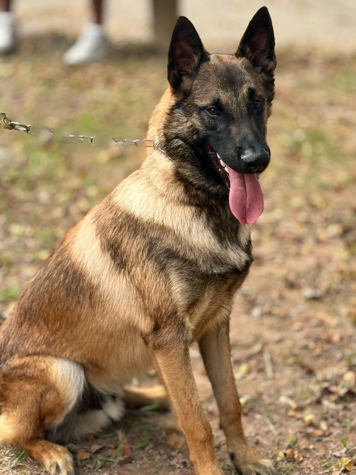 Locação De Cães No RJ