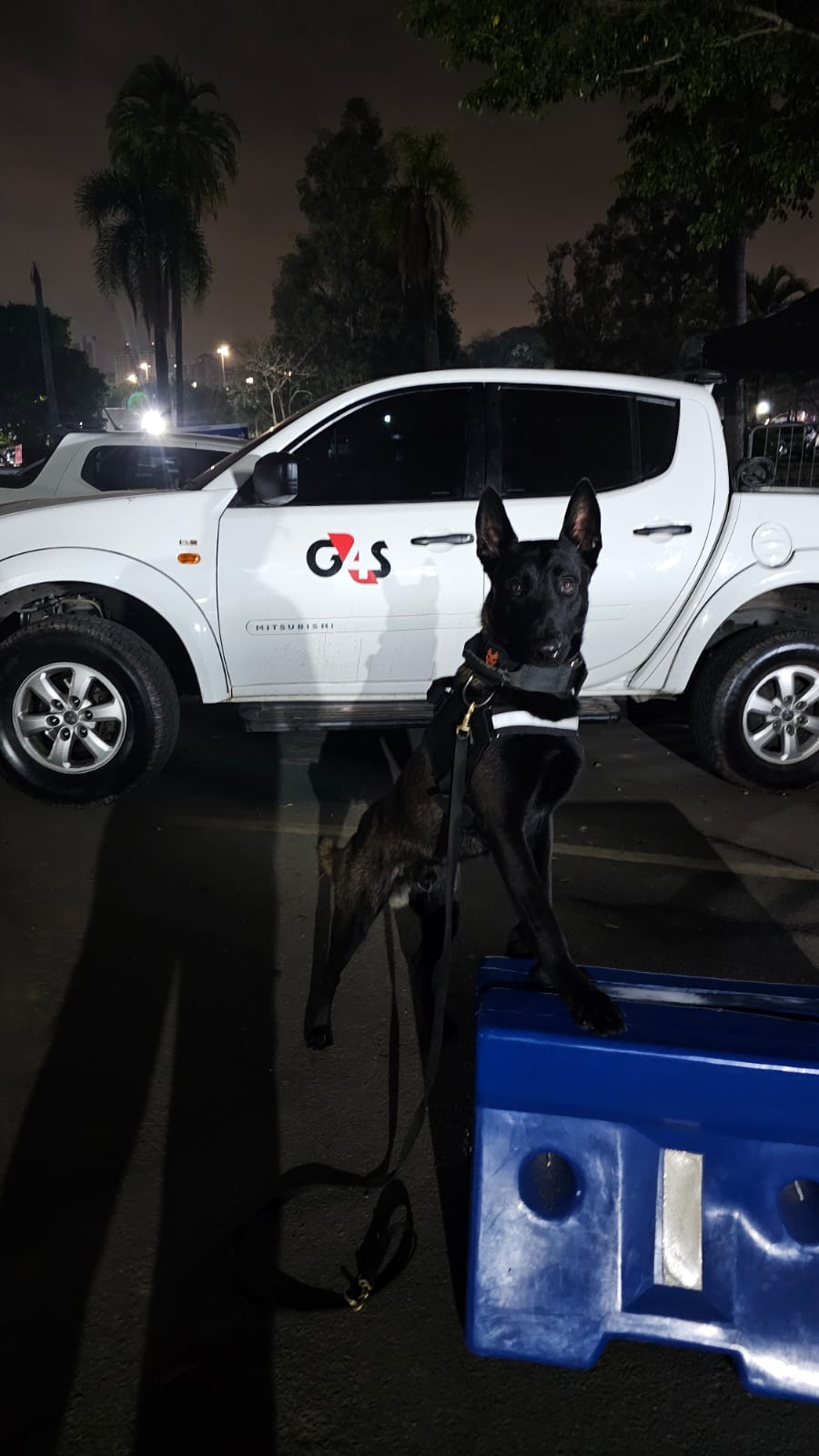 Locação De Cão De Faro Para Galpões